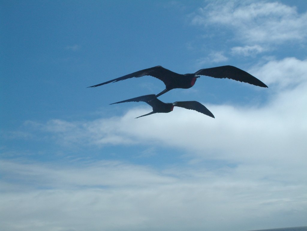 01-Fregatebirds accompany us.jpg - Fregatebirds accompany us